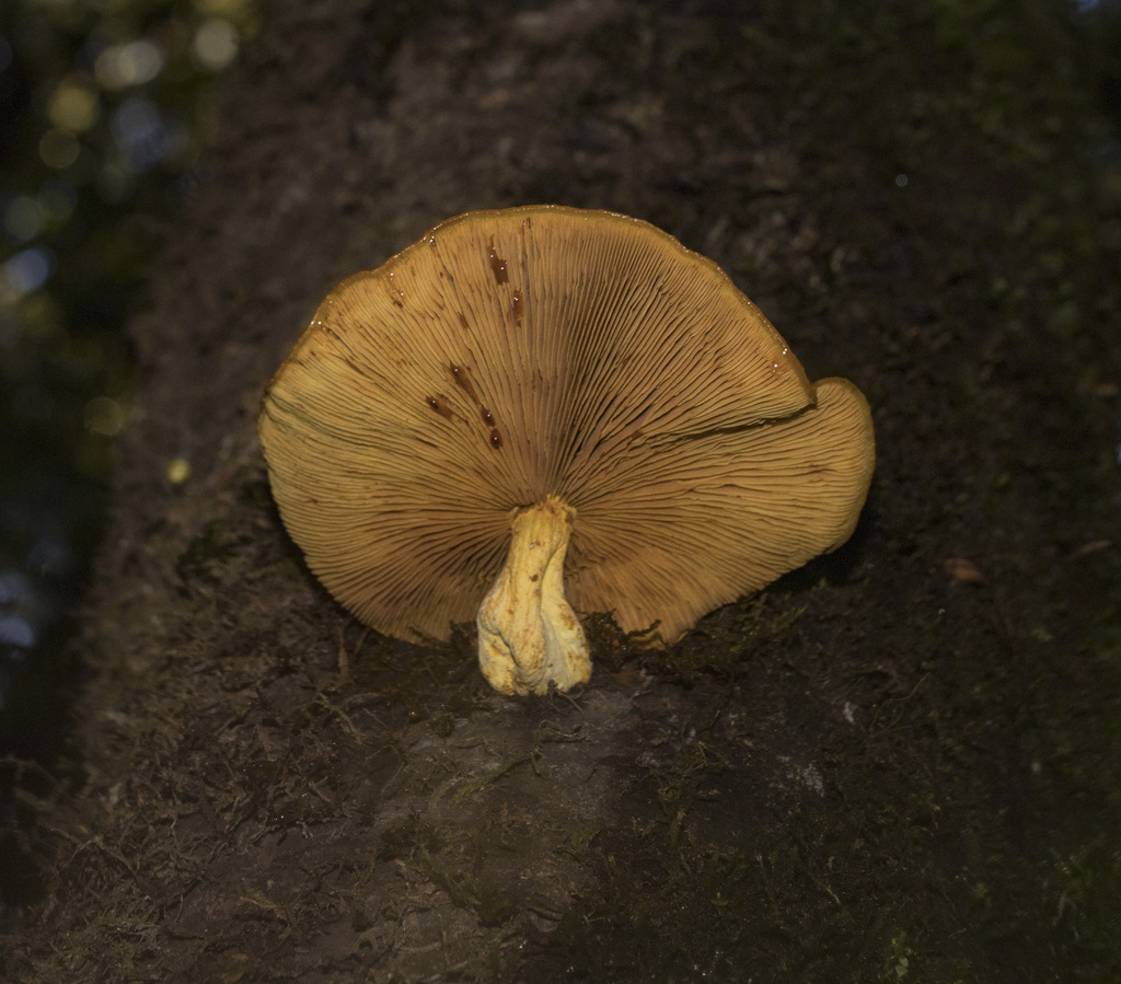 Gymnopilus chilensis · May 2023 · photo: © sur_endemico (iNaturalist, cc-by-nc)