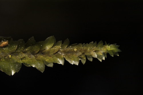 Schimperobryum splendidissimum observed 2023-05-27
