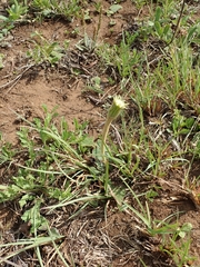 Gerbera piloselloides