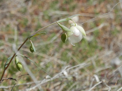 Calochortus albus