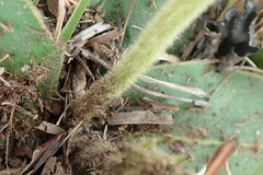 Gerbera piloselloides