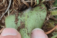 Gerbera piloselloides