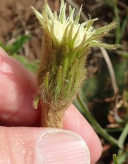 Gerbera piloselloides