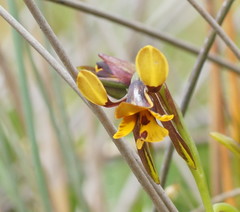 Diuris palustris