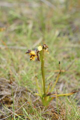 Diuris palustris