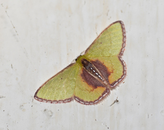 Synchlora astraeoides