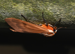 Amastus coccinator