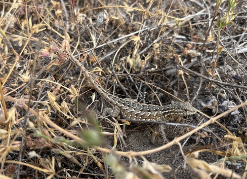 iNaturalist observation photo of Western Side-blotched Lizard
