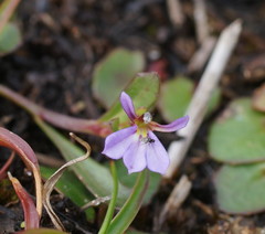 Lobelia anceps