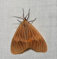 Heliactinidia flavivena