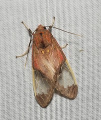 Bertholdia