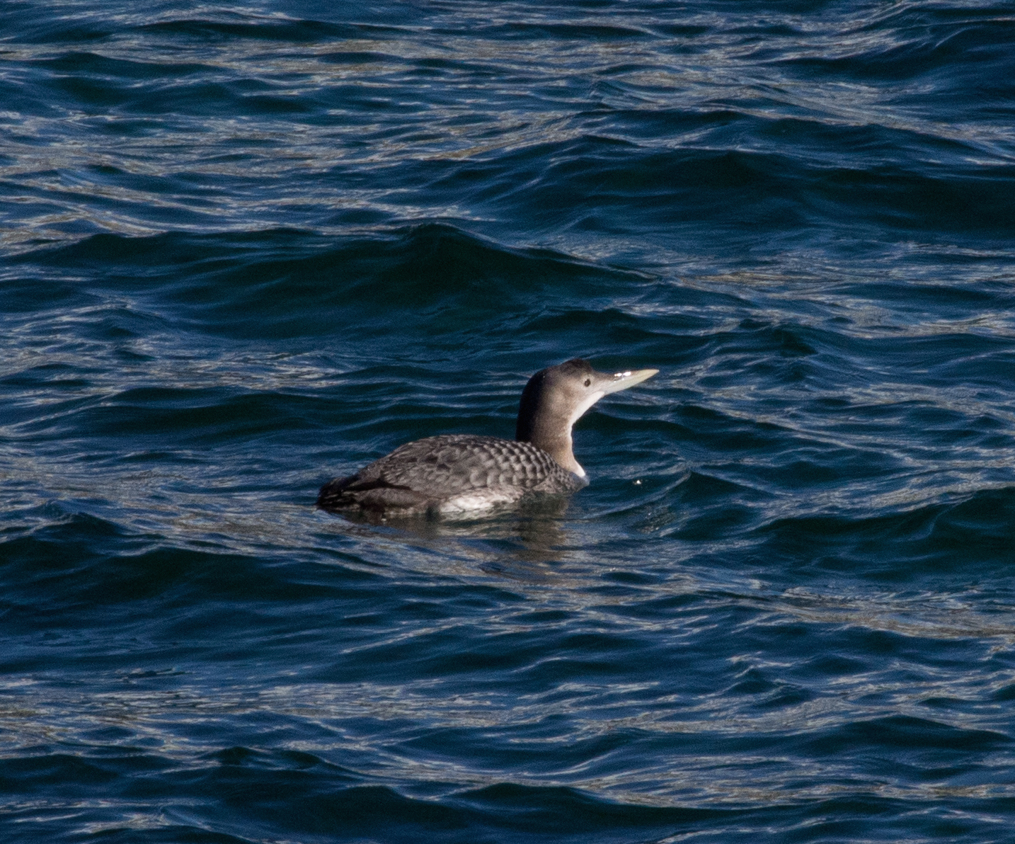 Yellow-billed Loon