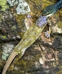 Philothamnus thomensis