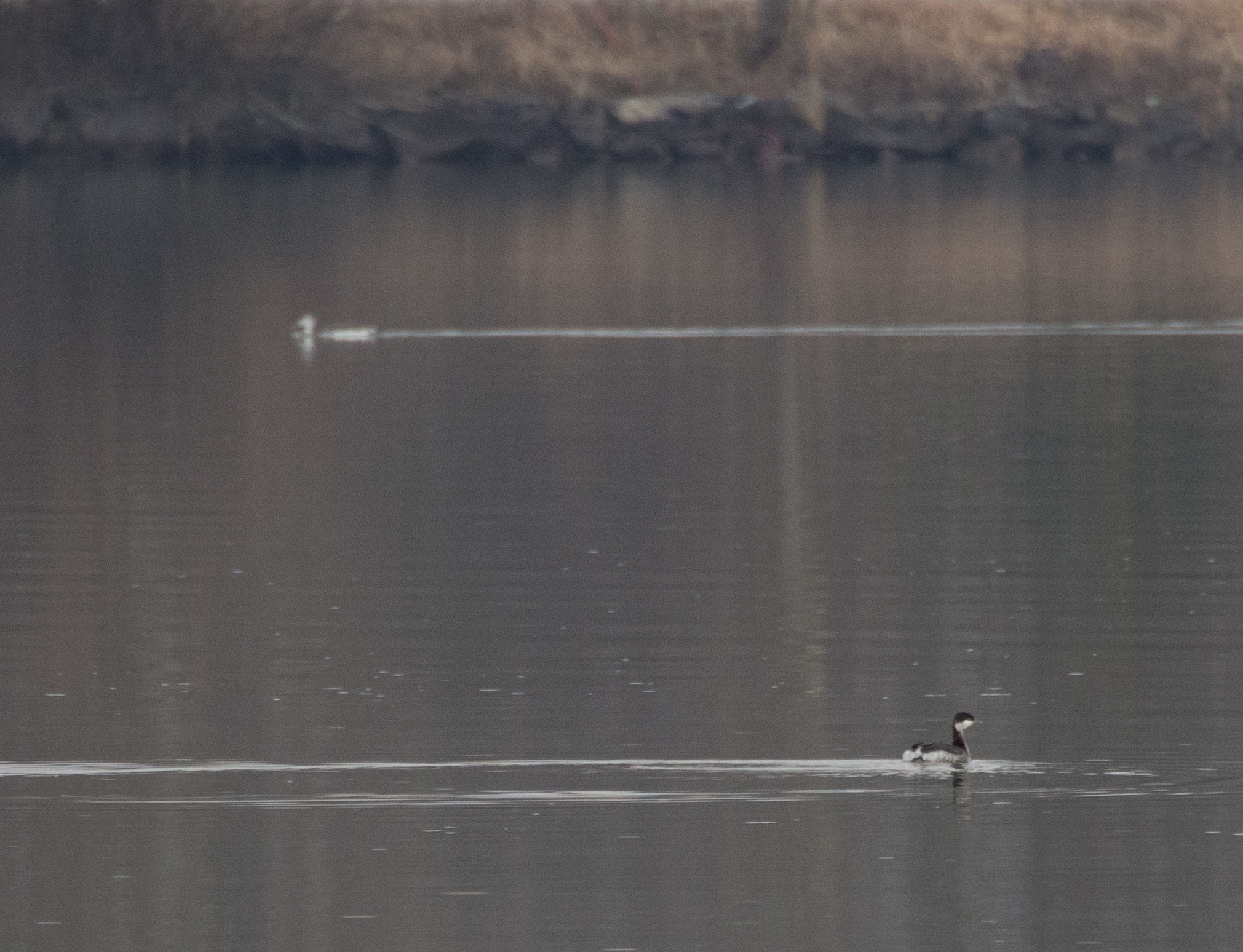 Horned Grebe