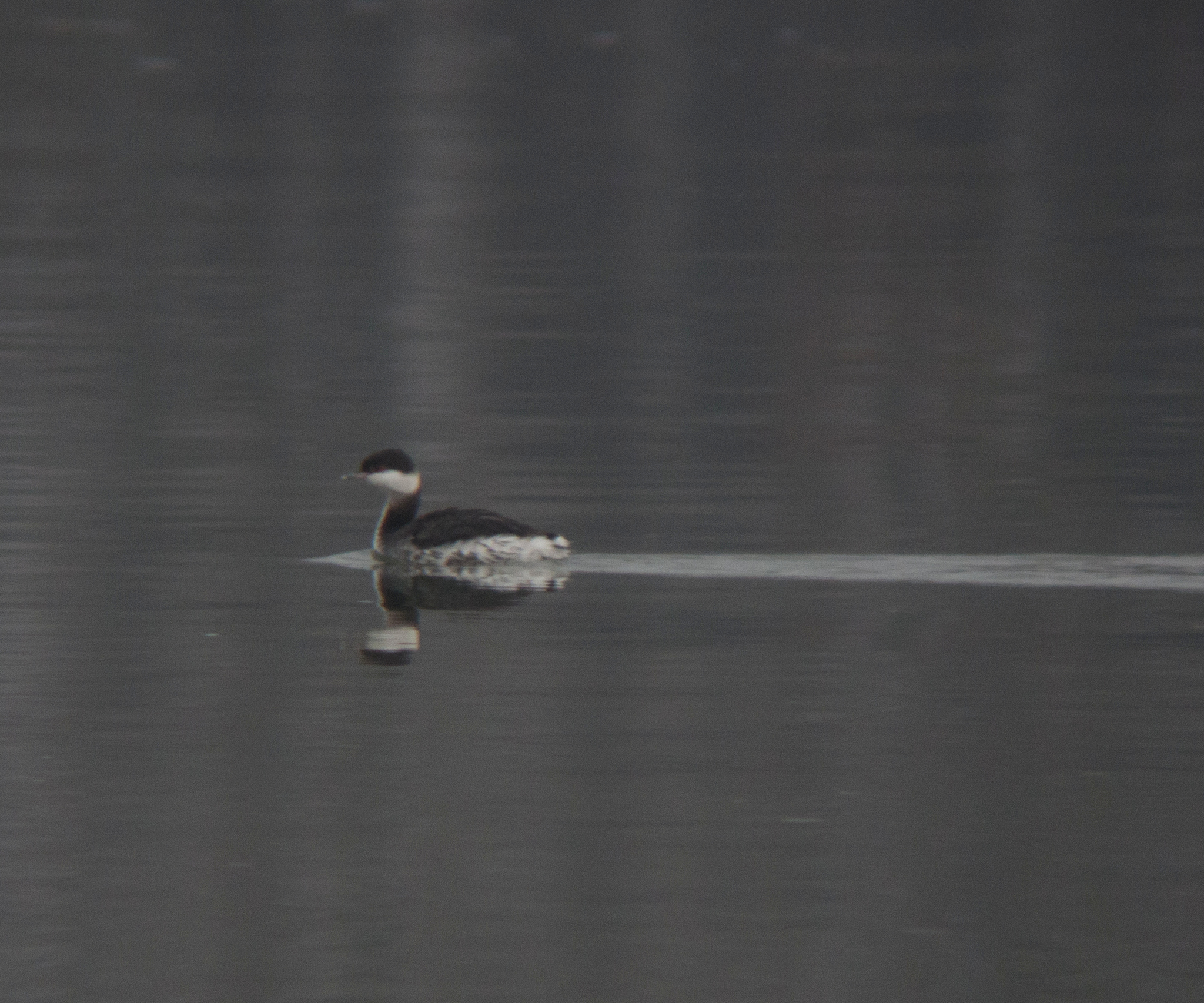 Horned Grebe