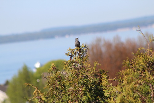 Gray Catbird photographed in Michigan