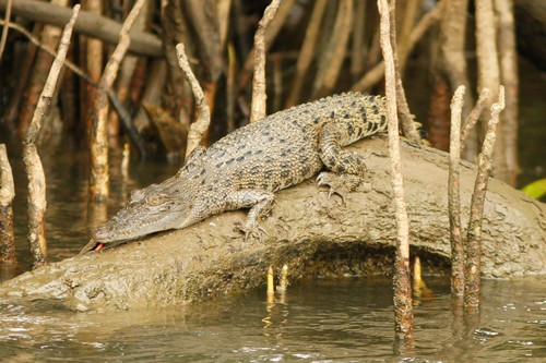 Saltwater Crocodile, photo 5 of 10