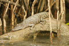 Estuarine Crocodile photo 5