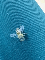 Apis mellifera