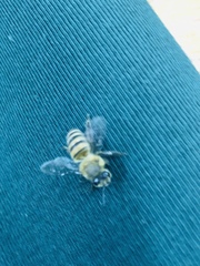 Apis mellifera