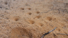 Myrmeleon formicarius