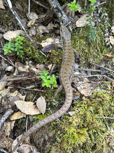 iNaturalist observation photo of Northern Alligator Lizard
