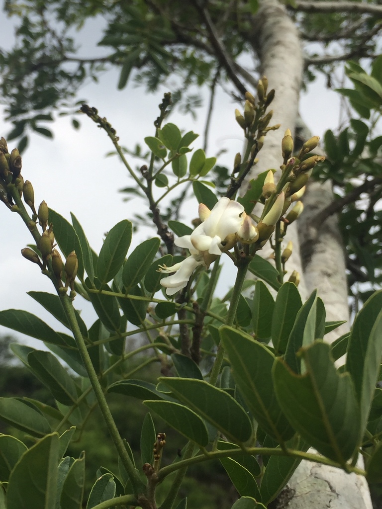 Lonchocarpus comitensis