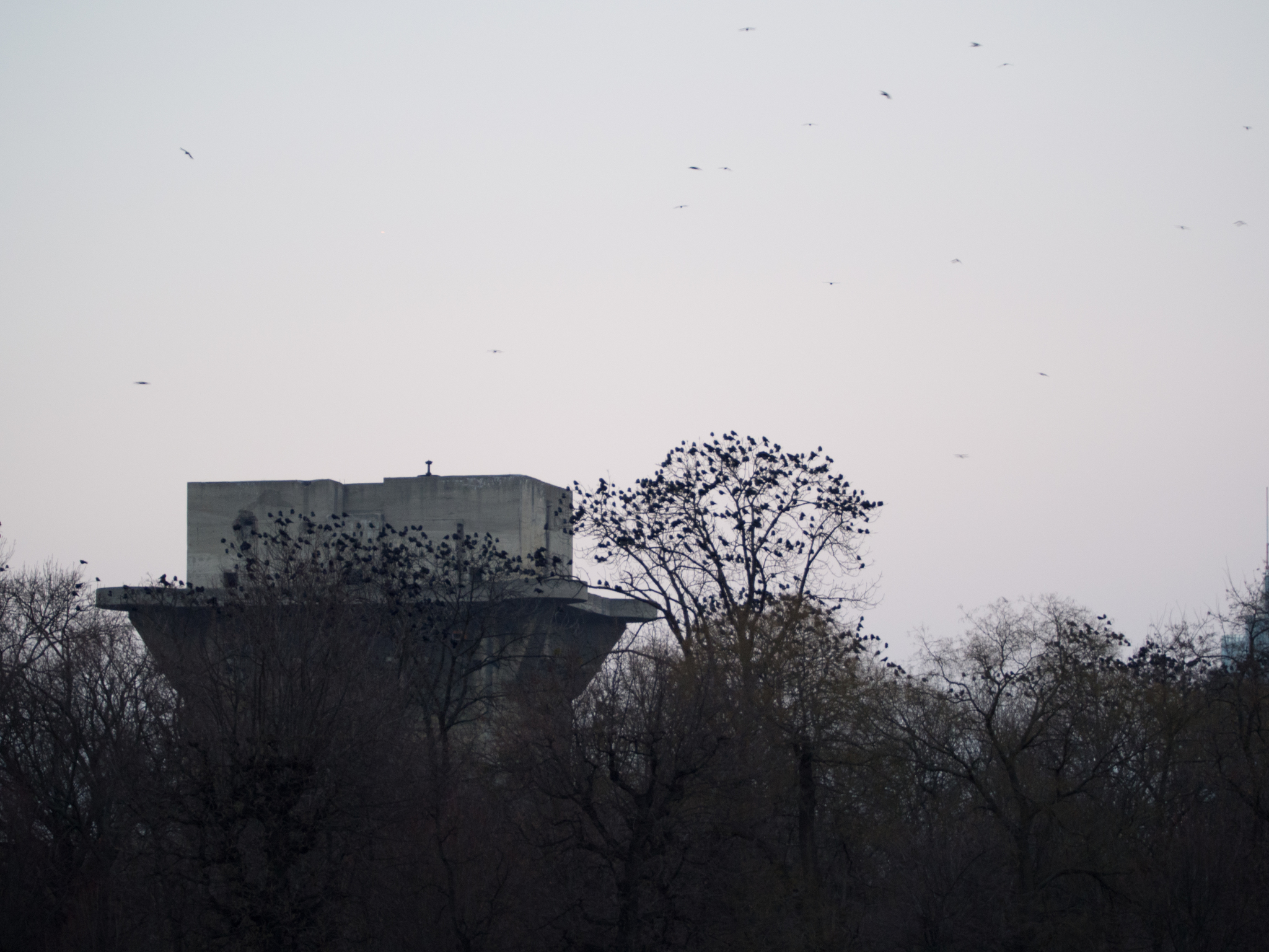 Rook