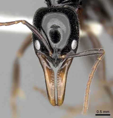 Leptogenys rouxiLeptogenys rouxi