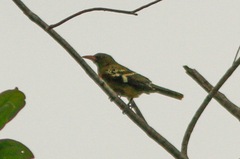 Oriolus flavocinctus kingi