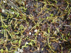 Brownseya serpentina