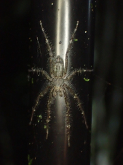 Pandercetes gracilis
