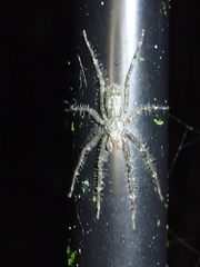 Pandercetes gracilis