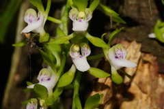 Panellus pusillus image