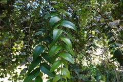 Metrosideros colensoi