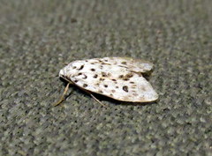 Clemensia leopardina