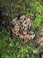 Cordierites coralloides