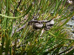 Hakea epiglottis