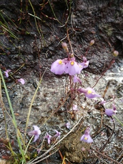 Utricularia barkeri