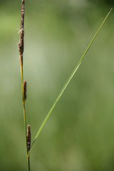 Carex pellita
