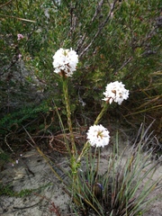 Epacris lanuginosa