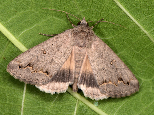 How to identify Clytie illunaris Hübner, 1813