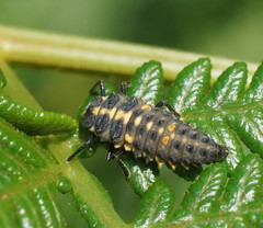 Cleobora mellyi