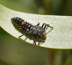 Cleobora mellyi