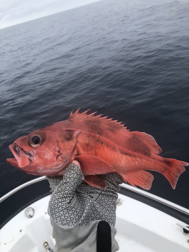 Blackgill rockfish (Sebastes melanostomus) — Sebastidae — 2