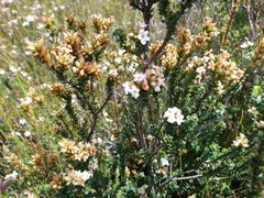 Epacris curtisiae