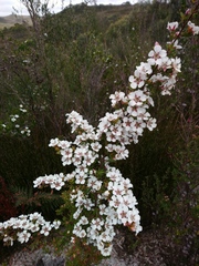 Leptospermum nitidum