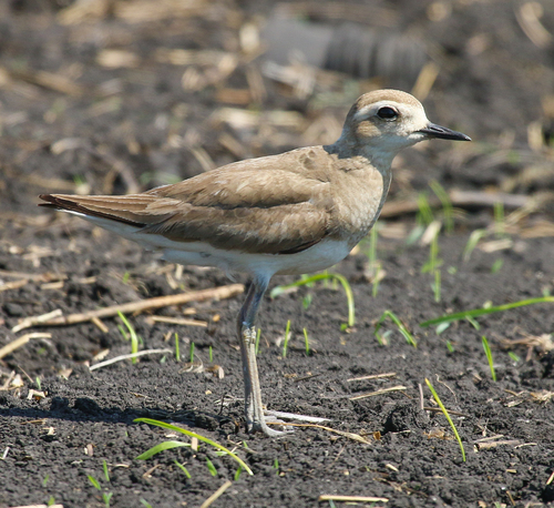 Gravelot asiatique