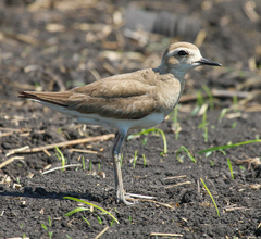 Charadrius asiaticus