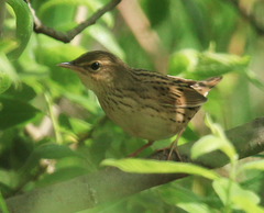 Locustella lanceolata